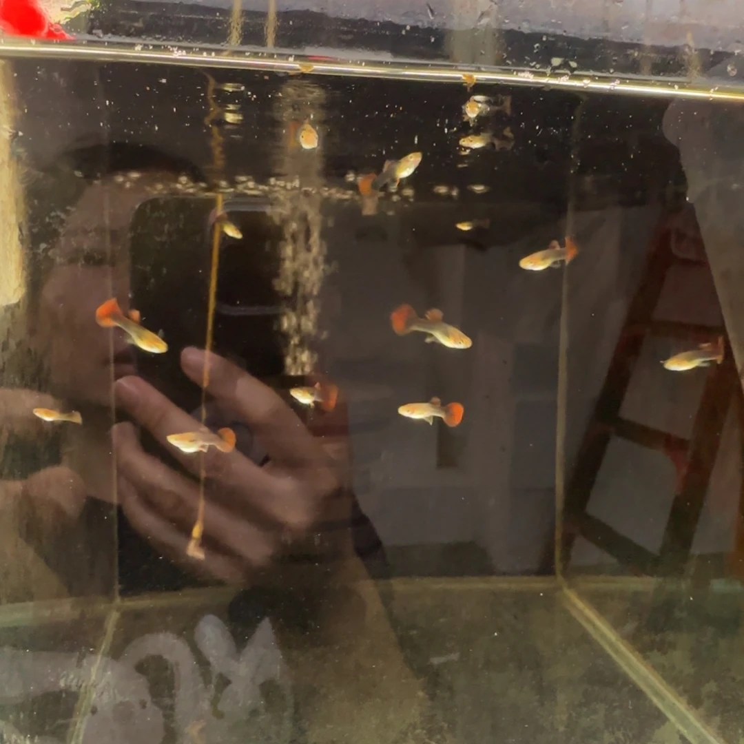 孔雀鱼菊花帆折扇苗子40条