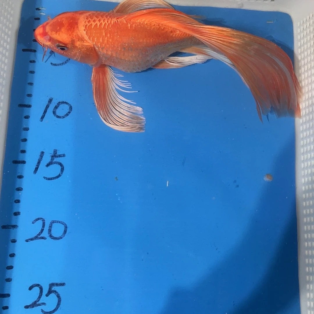 锦鲤锦鲤包邮包售后