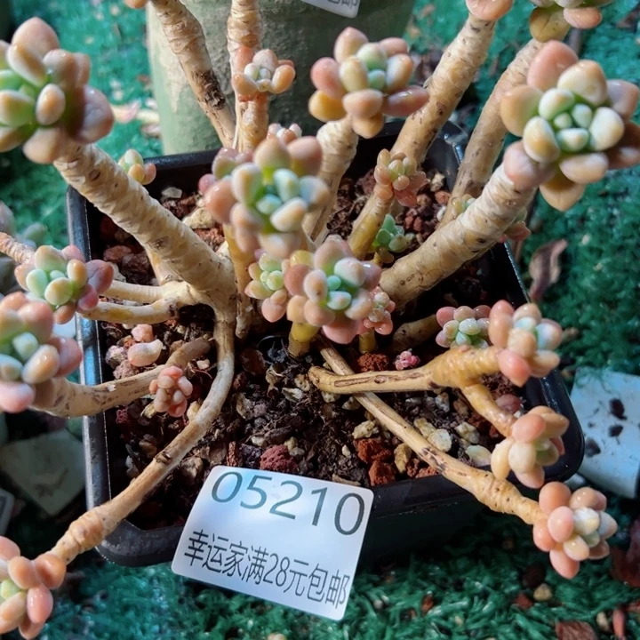 幸运的是我还没遇到过