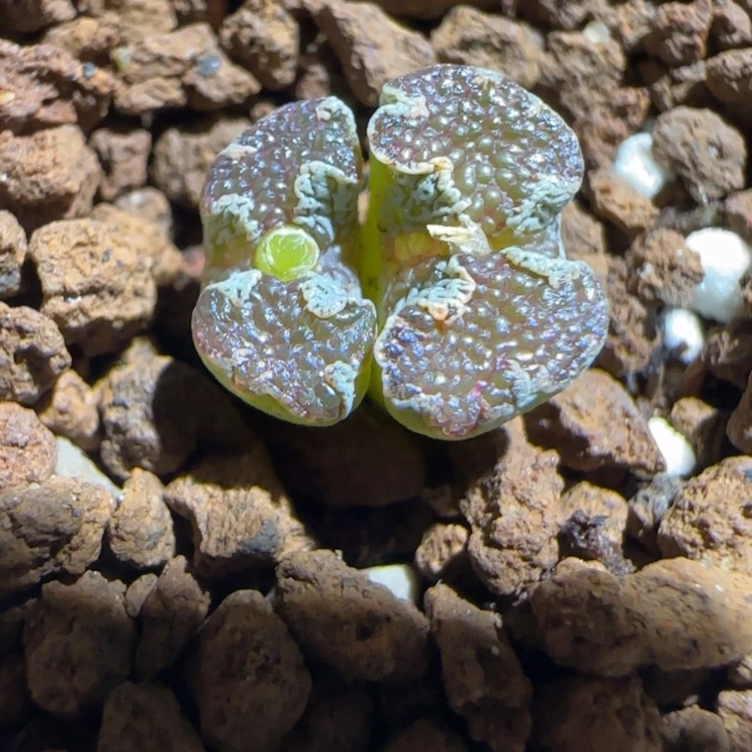 肉锥多肉植物组合-蝴蝶1347