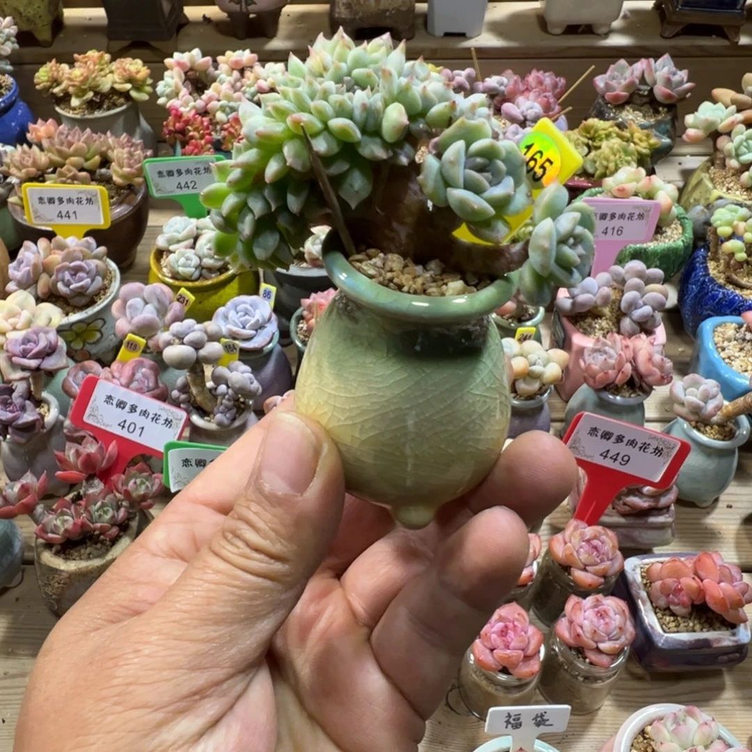 165号糖心小树缀带盆土发