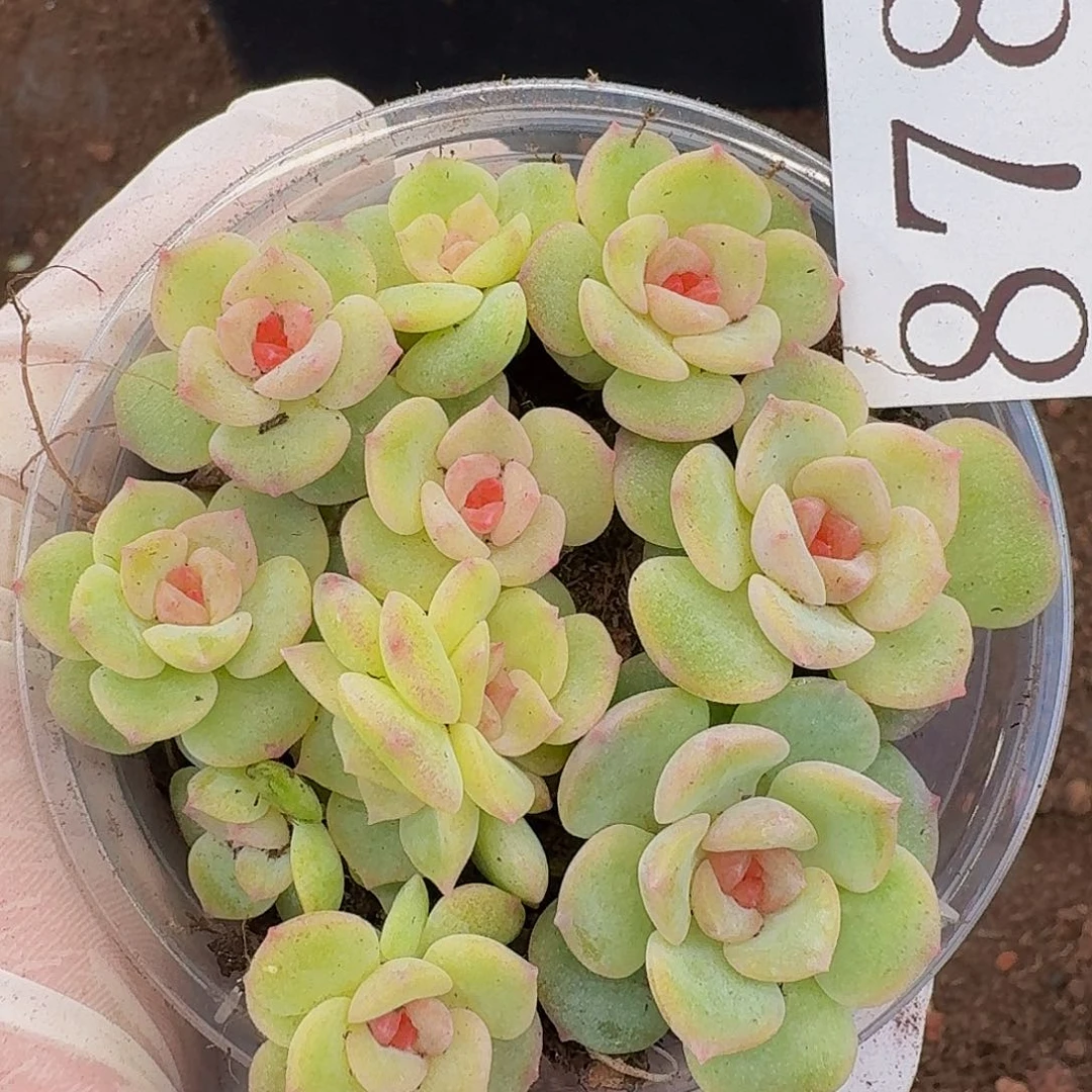 多肉植物多肉植物878
