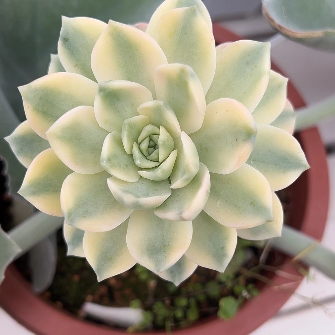 安娜玫瑰锦嫁接多肉