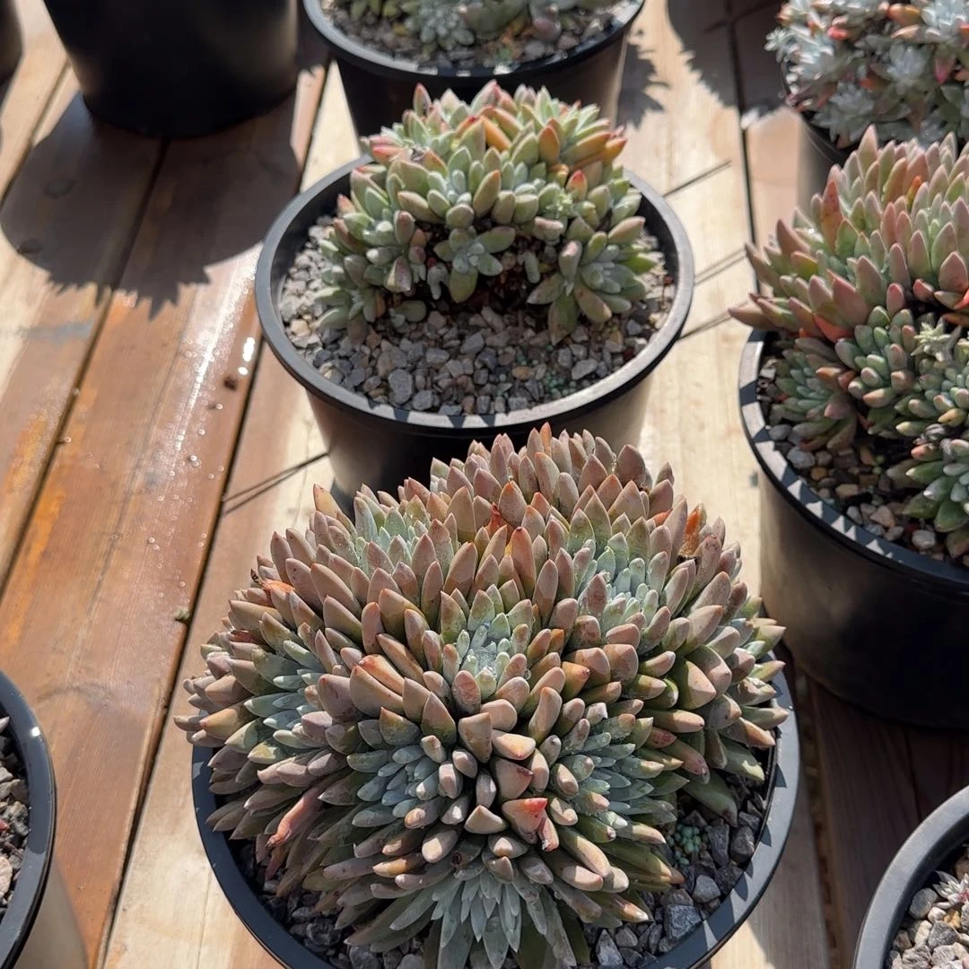 晨***✨250304007多肉植物仙女杯晨曦
