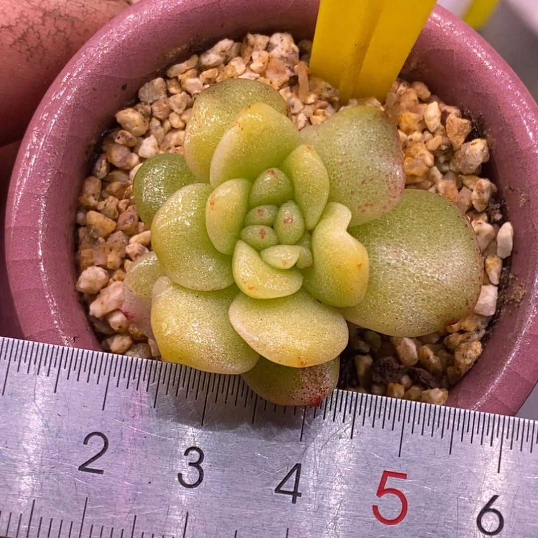 556冰玉石化锦朵朵缀