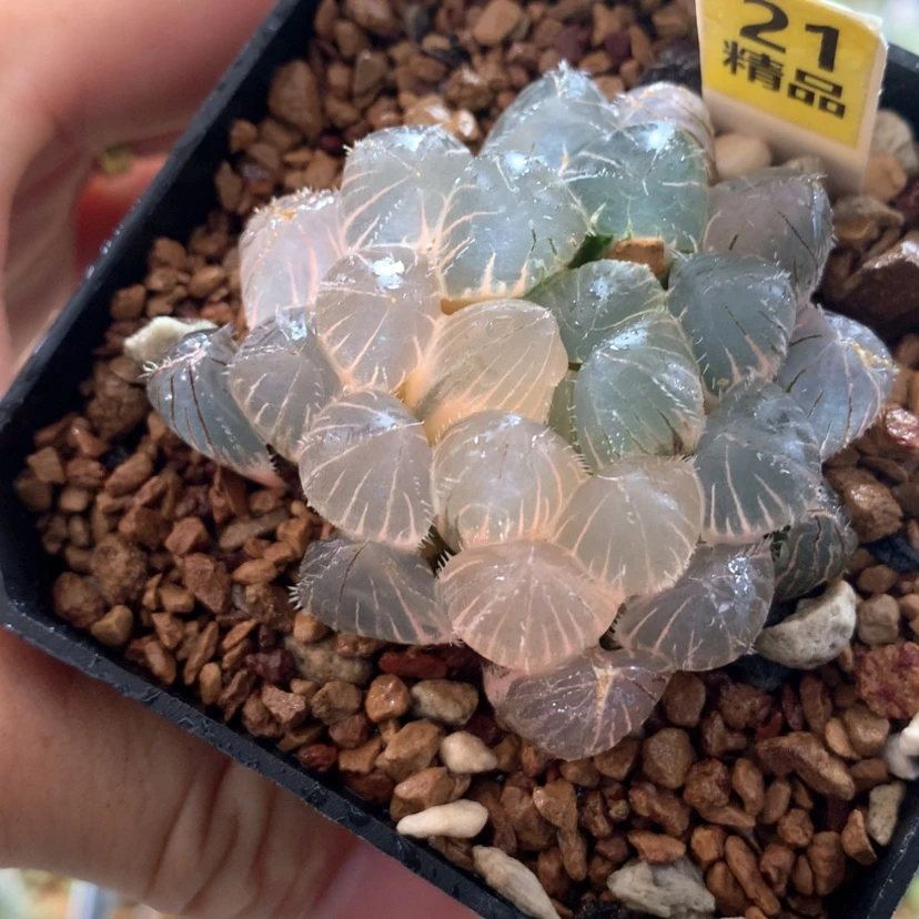 【闪购商品】21实生玉露