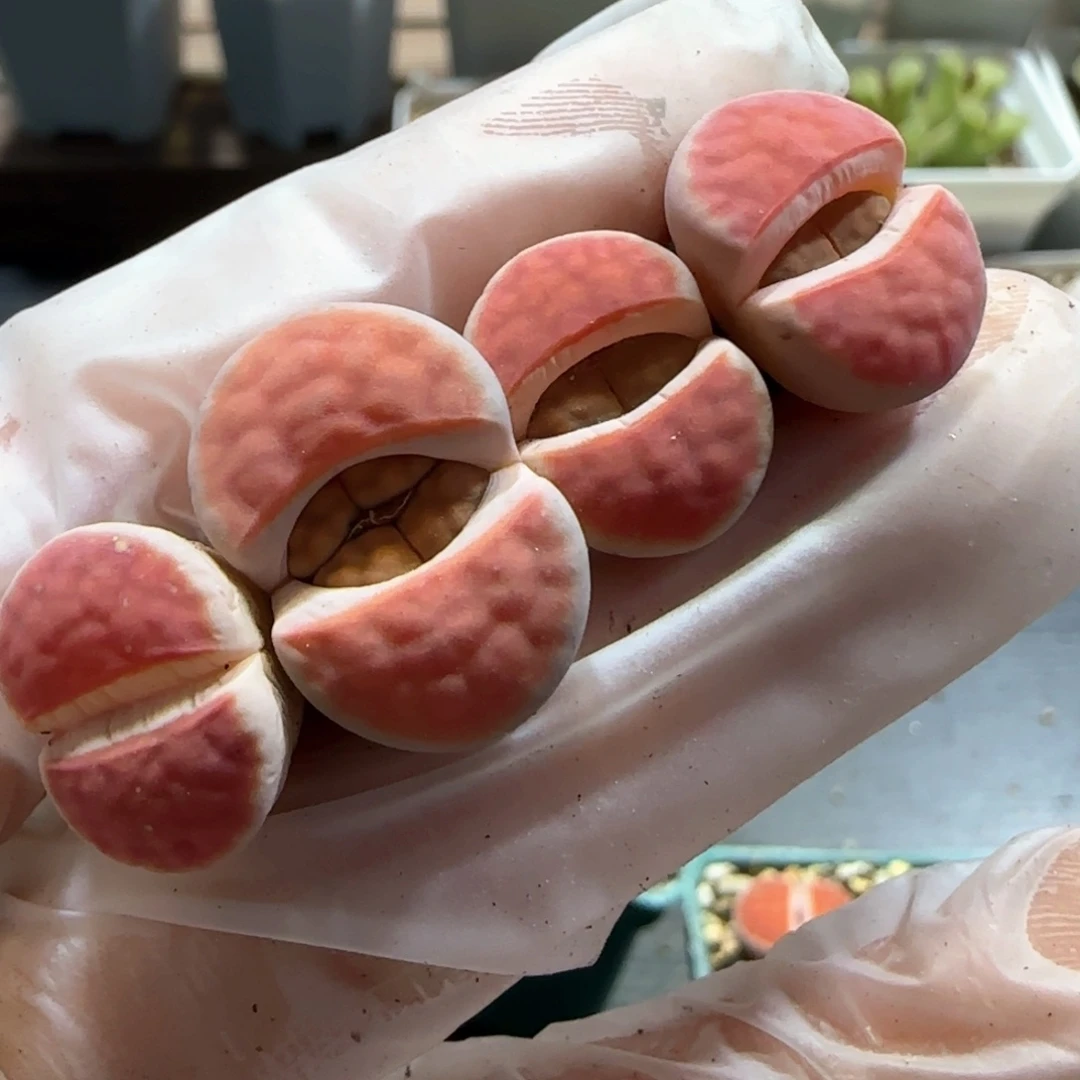 深*色3.4，朱唇4颗，9041