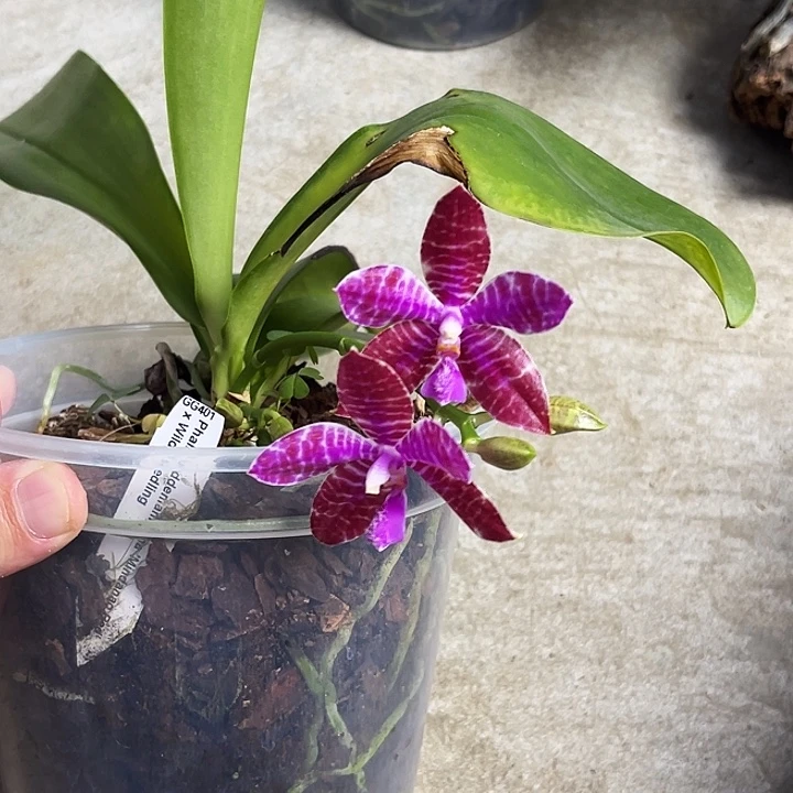 大部分花苞少量开放福利