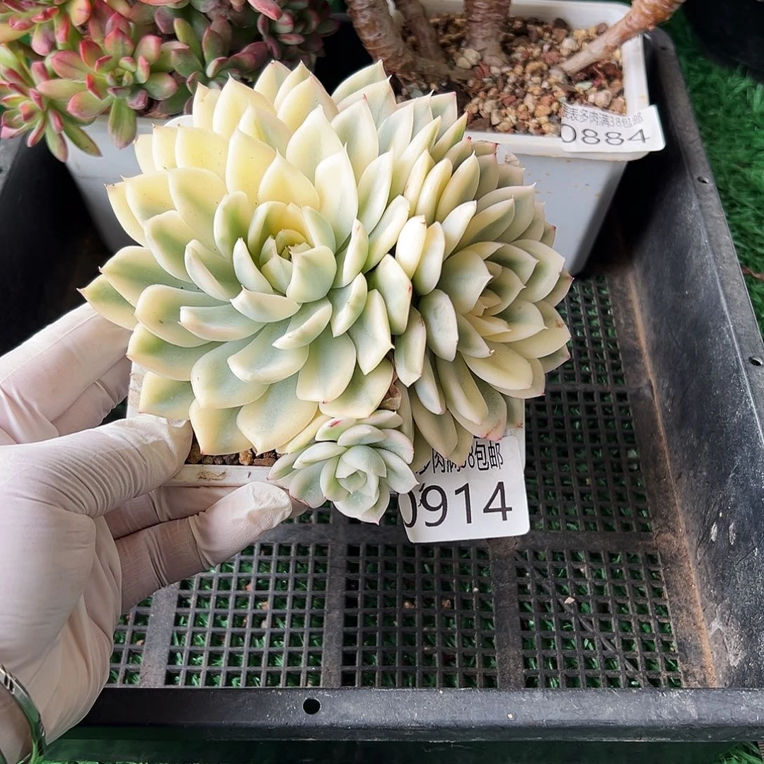 无花朵多肉一物一拍植物0914