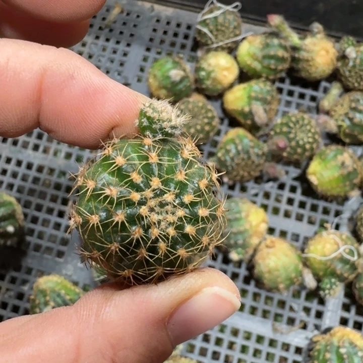 369丽老丽86歪无根侧牙2公分左右，20包邮