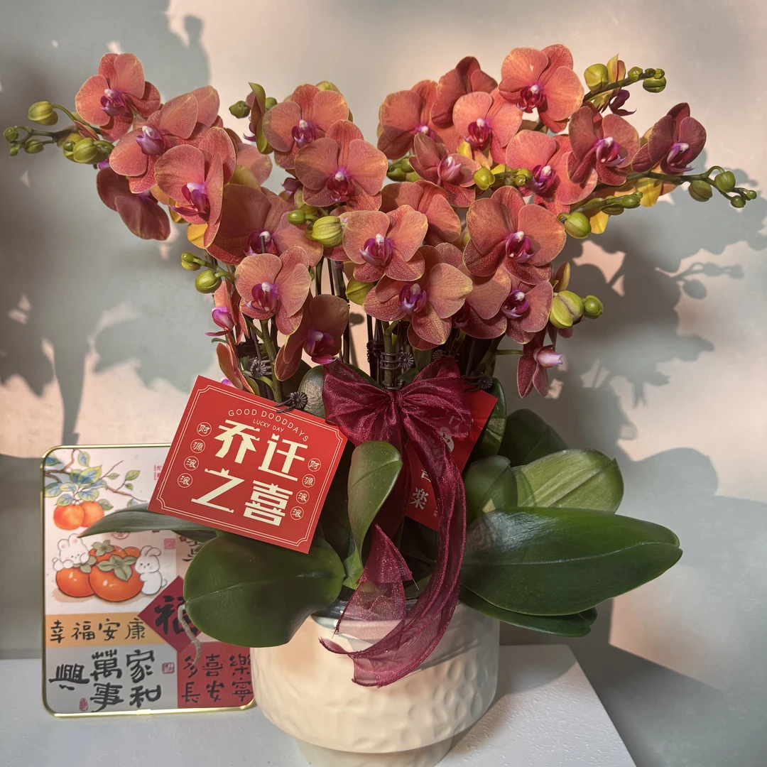 韵艺精品【金桔】聚宝盆 爱马仕橙色系蝴蝶兰 鲜花绿植 带花带花苞