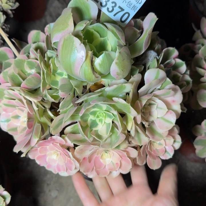 23370南女郎多肉植物