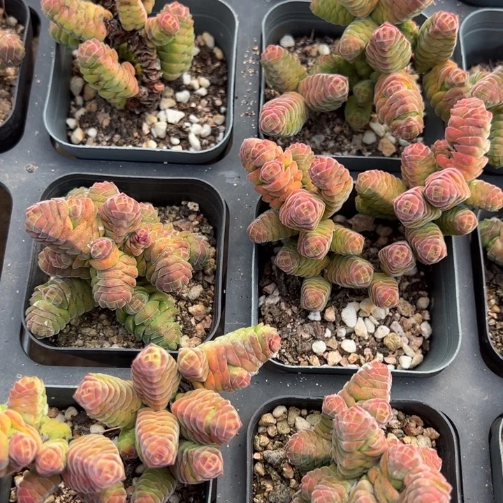 绒塔群一颗量拍多肉满20包邮初7发