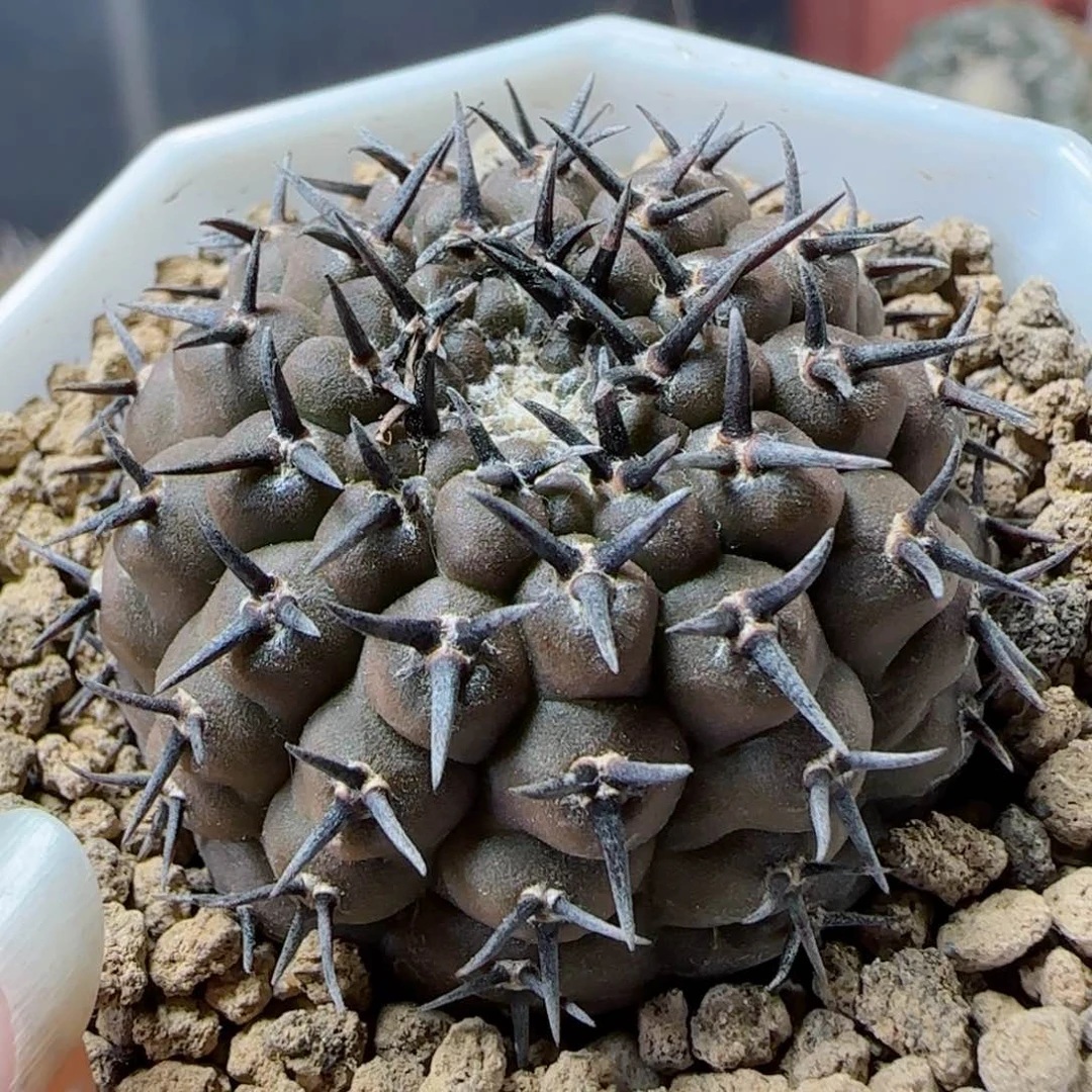 A46实生短豪刺黑刺凤头多肉4.1厘米