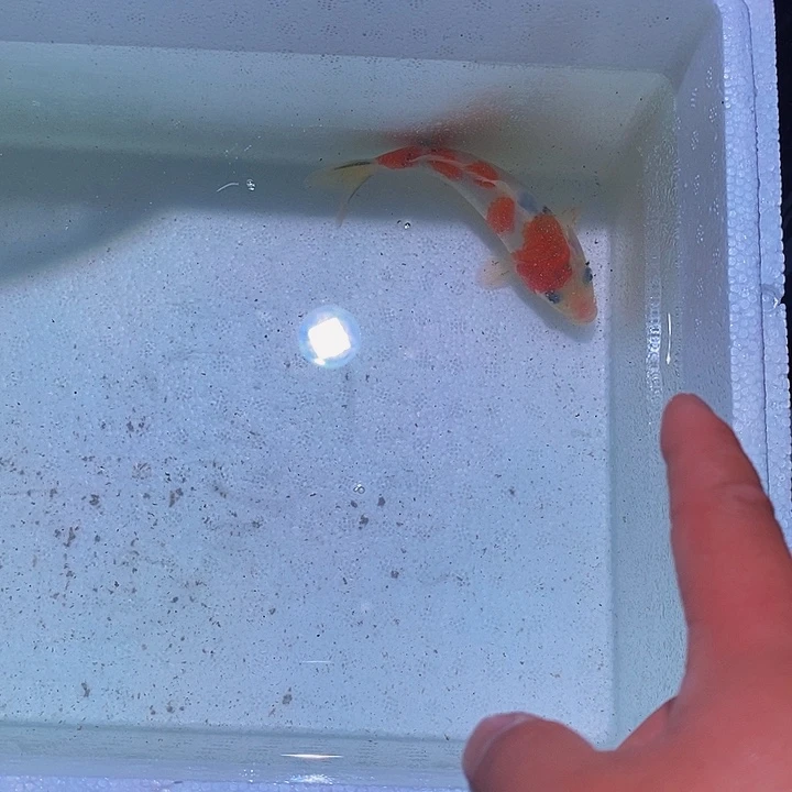 锦鲤锦鲤活鱼开箱包活