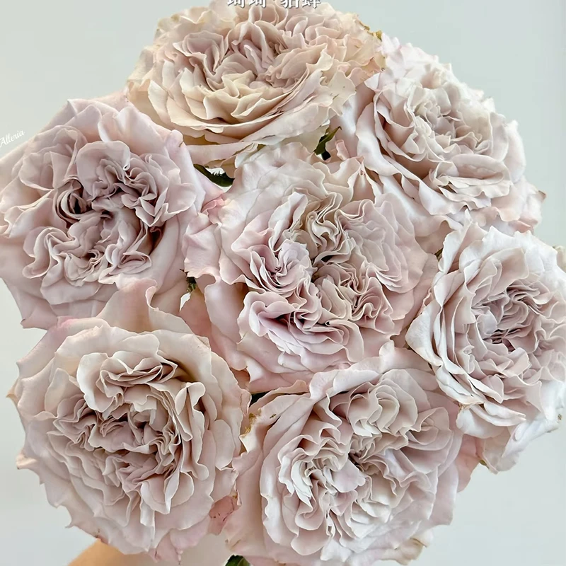 【貂蝉】玫瑰【3单包邮顺丰空运/95%市区次日达】