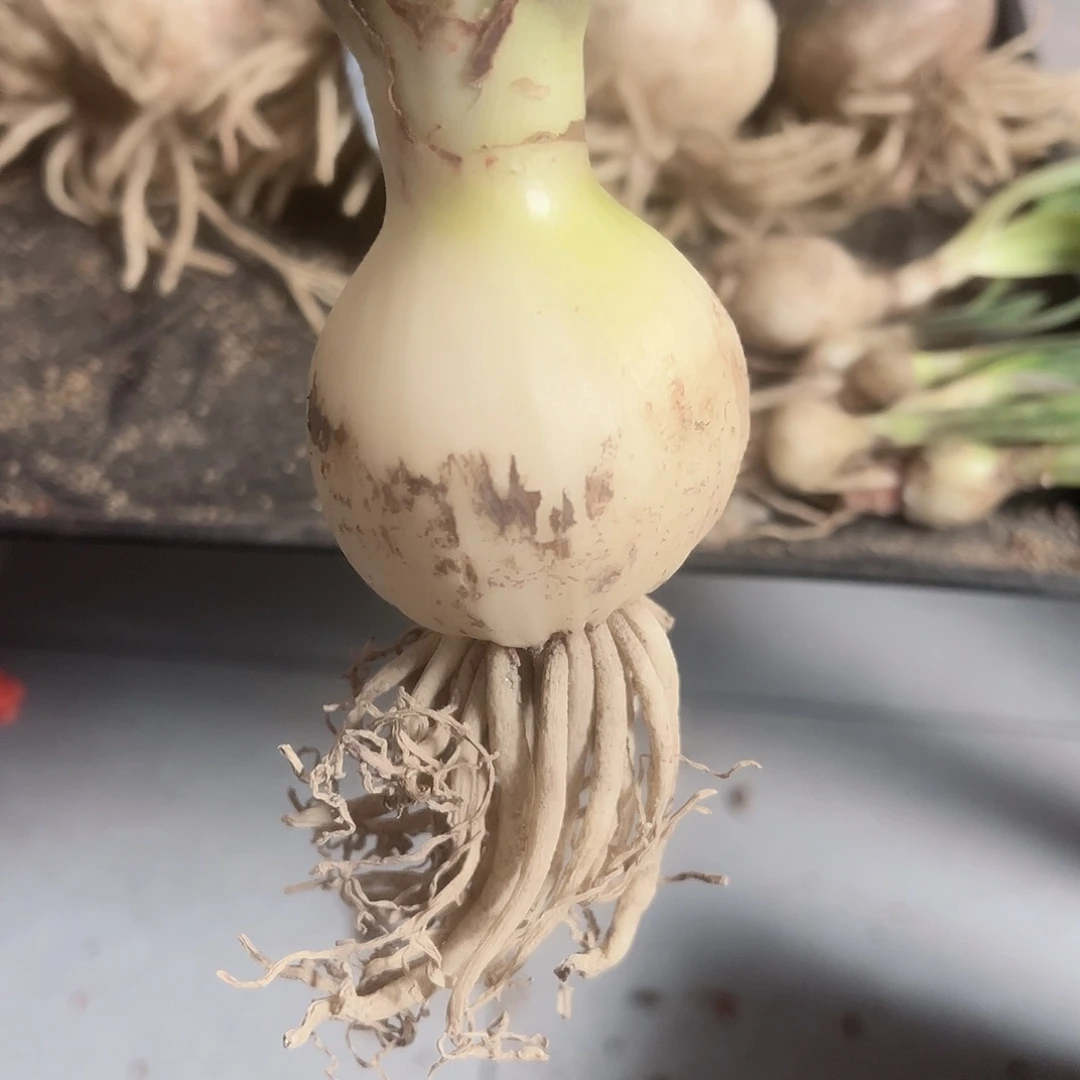 完全开放孤宝仙子5+，包对版不包后期养护。