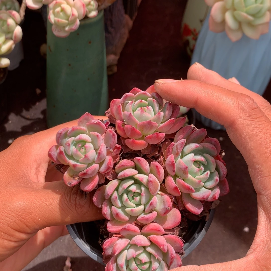 清乾隆皇帝赐匾记碑文