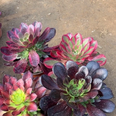 890多肉植物组合