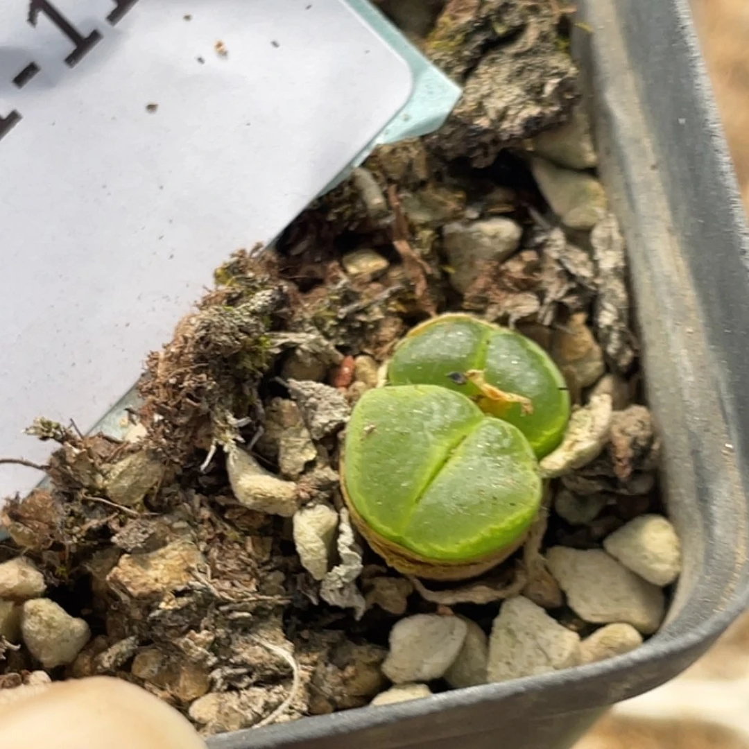 31-116胖虎风铃多肉植物