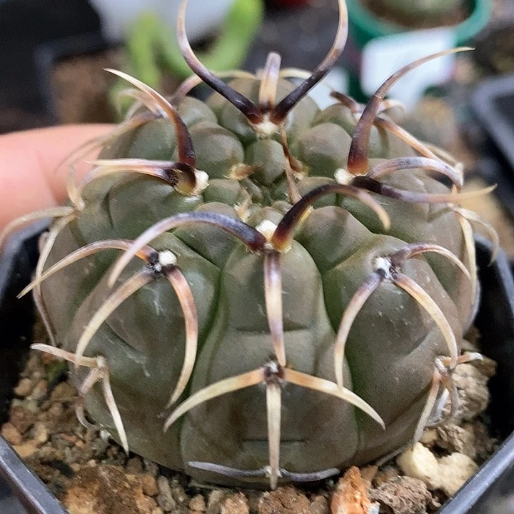 孤品实生牛角刺猫爪怪龙丸5.5cm