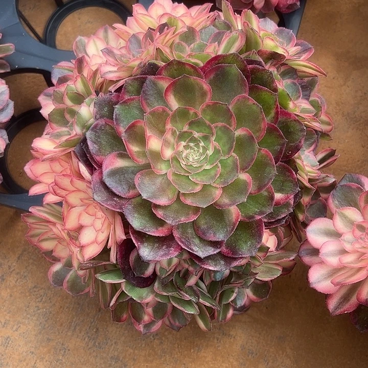 全部花朵花*生精品多肉植物黑膜锦寄养花生