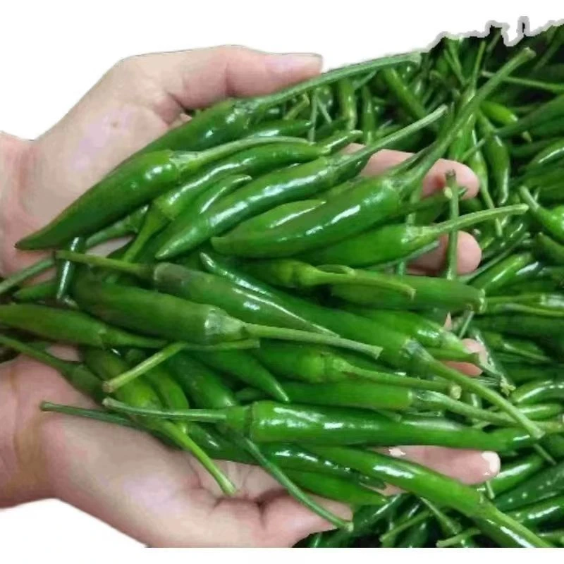 正宗火锅超级辣朝天椒重庆菜必备小米辣新鲜青小米椒特辣椒