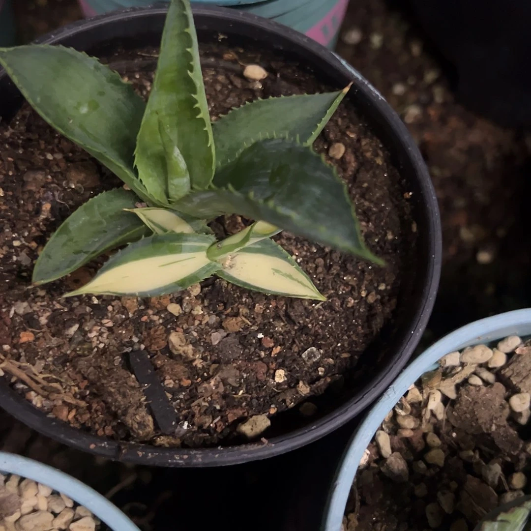 斌**李诺娃中斑锦龙舌兰植物