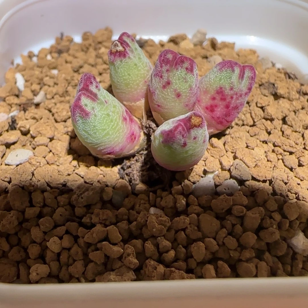 肉锥多肉植物组合-杂交斑马有疤1431