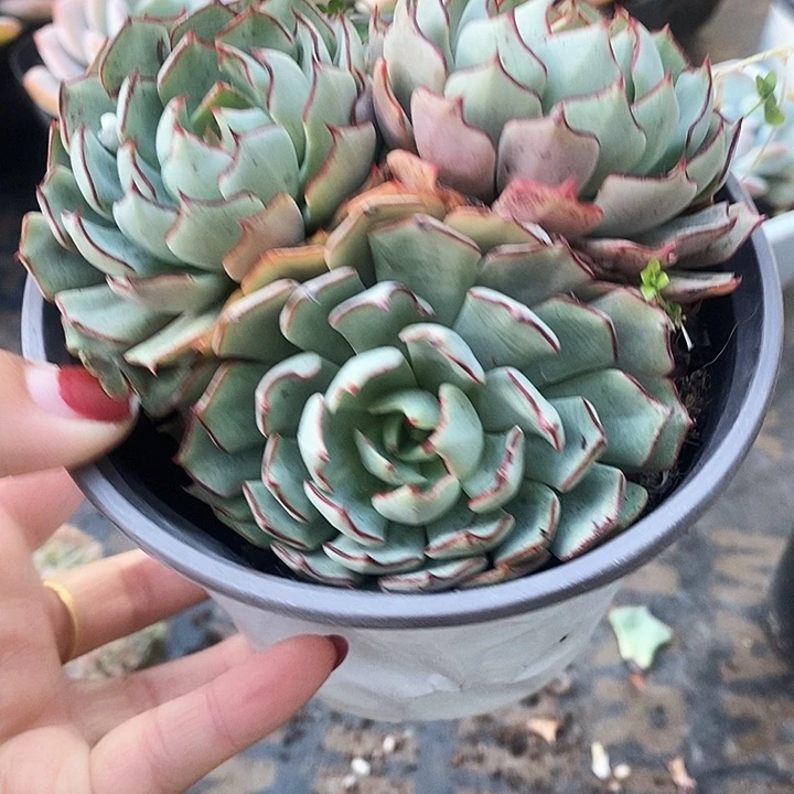 咖*?卷斯诺娃3333344454555