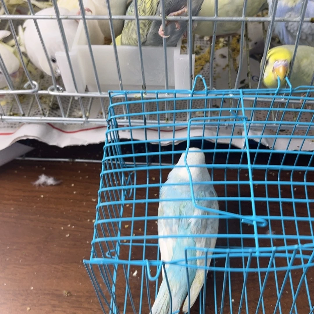 虎皮鹦鹉金彩鹦鹉