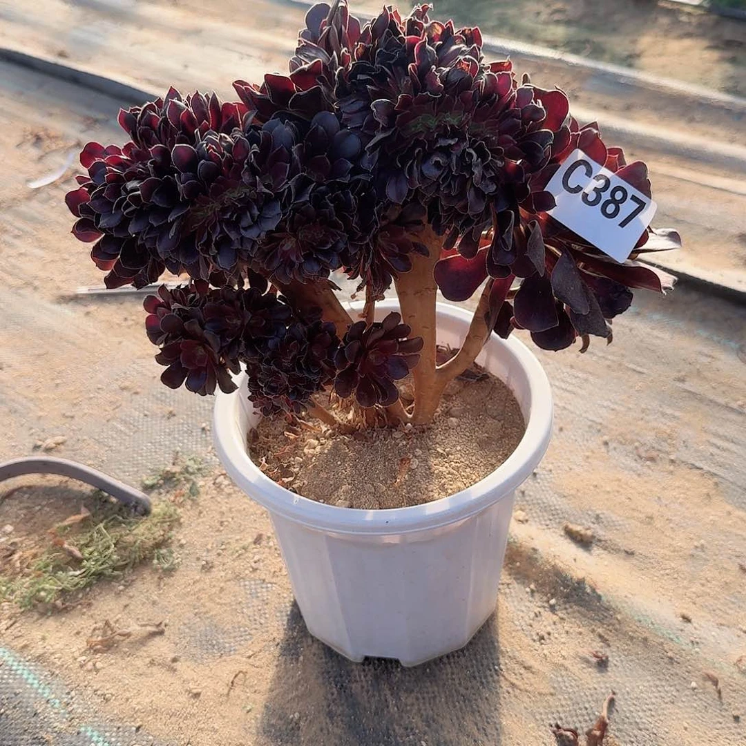 387欧紫朵朵一颗呀呀