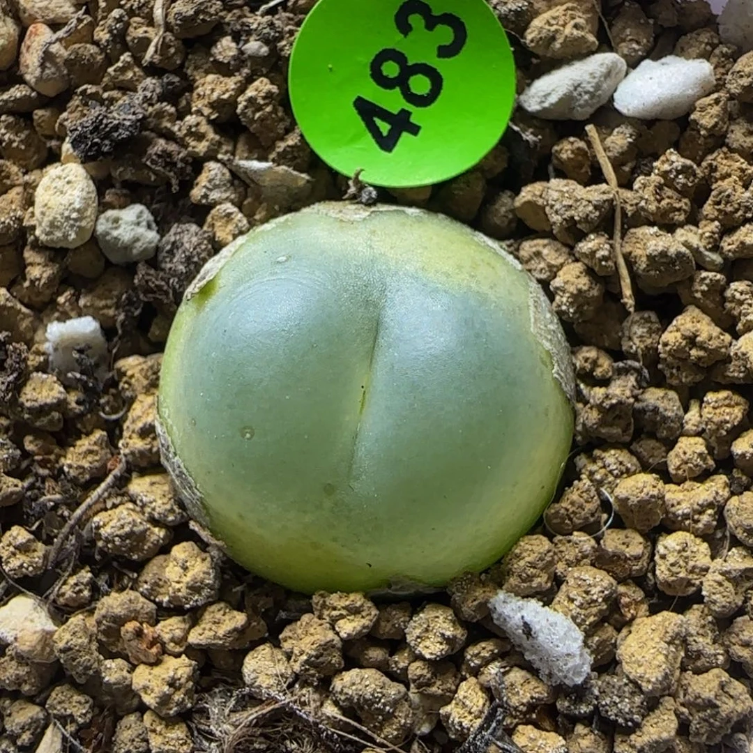 拉登1.9+多肉植物483