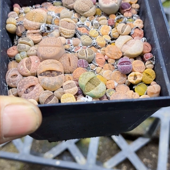 206 生石花一物一图如图带盆