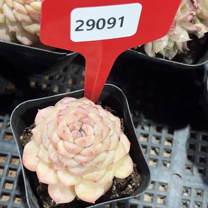 啊***ʔ糖心    29091号