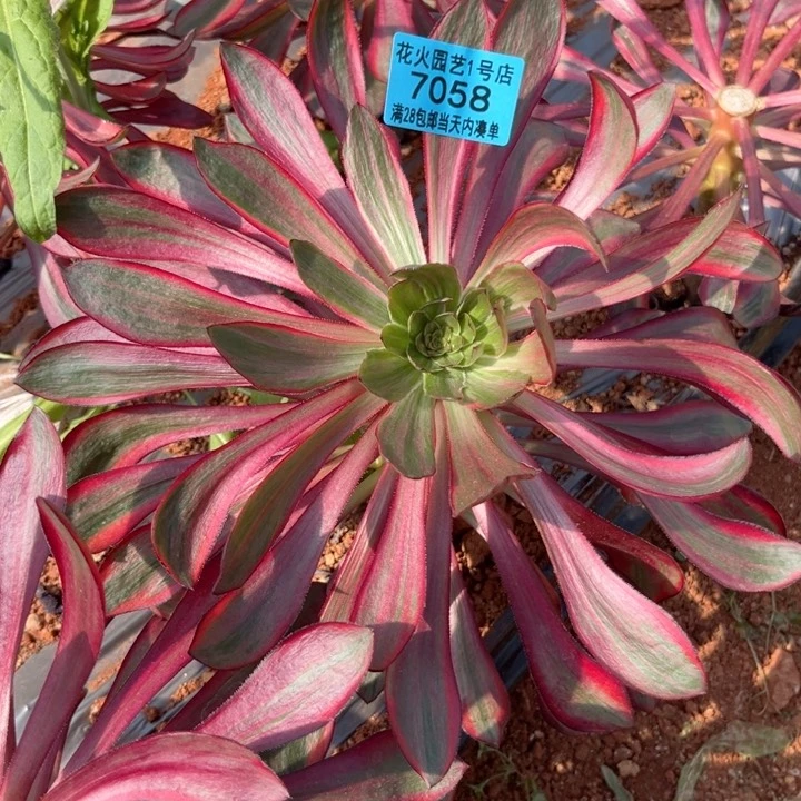 火凤7058多肉植物