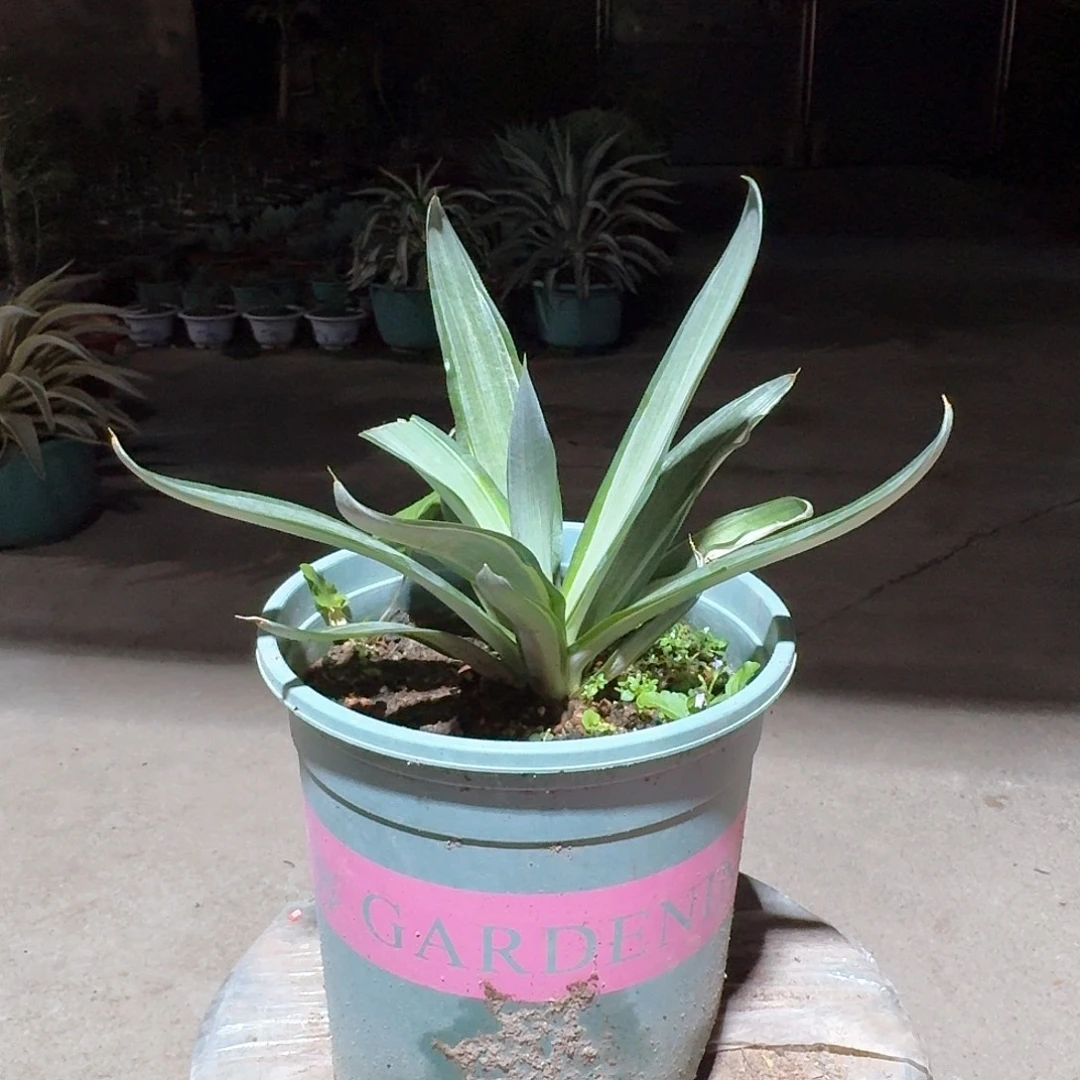 快银龙舌兰一一一