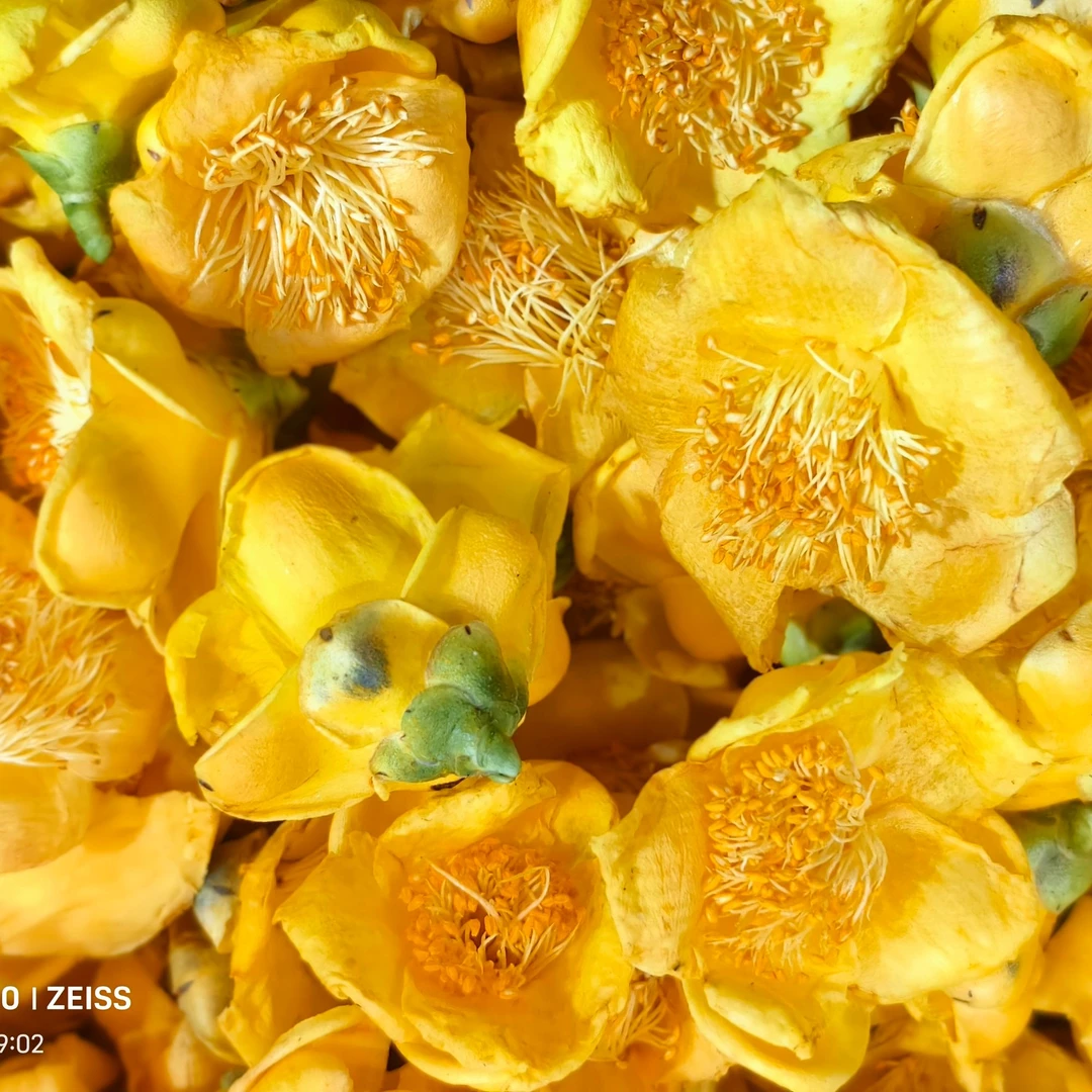 干黄金花云南中缅边境土特产正品冻干黄金花