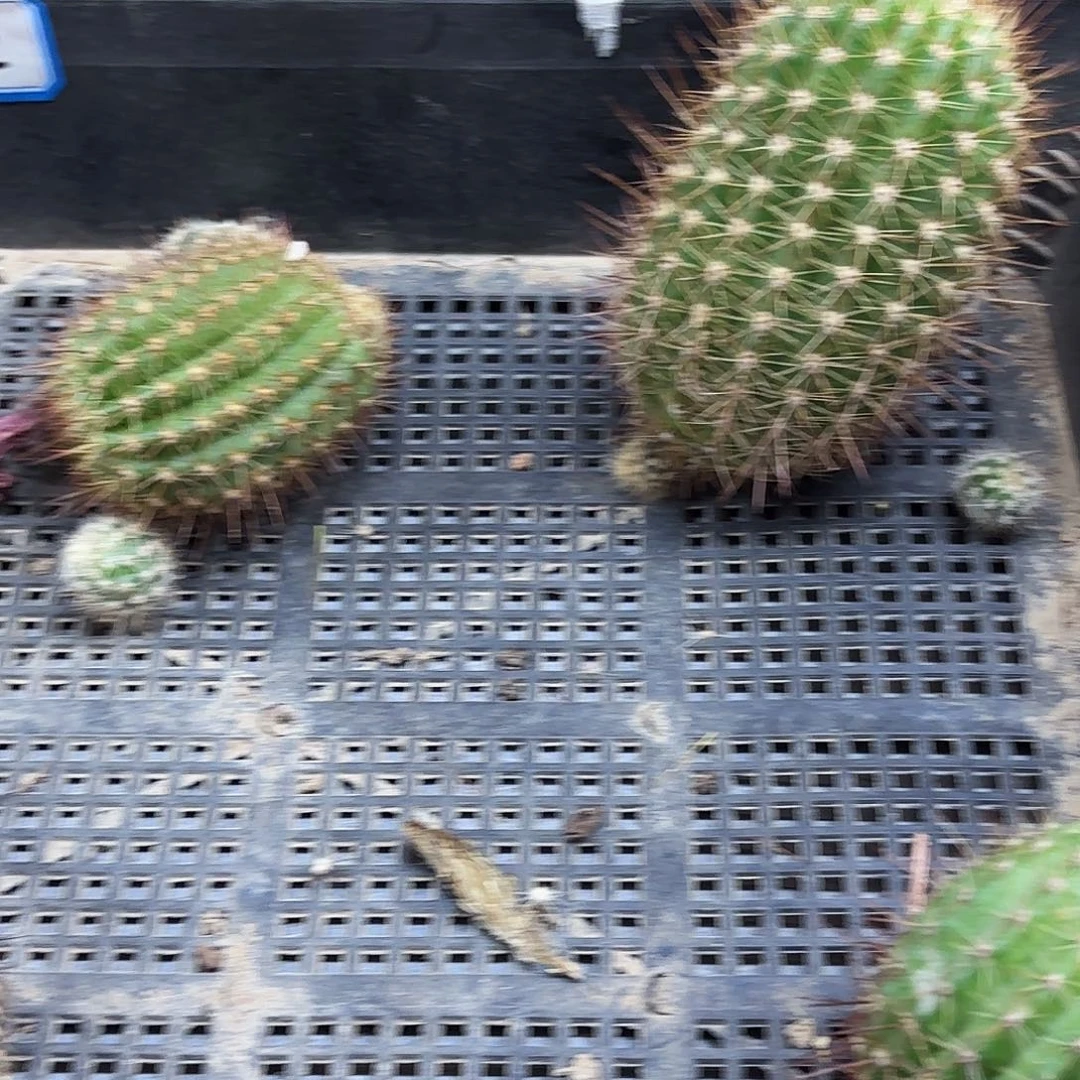 莫*远大大的大满冠侧牙20包邮47