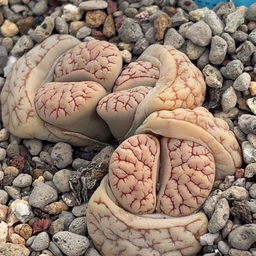 8313三头红纹261群一颗