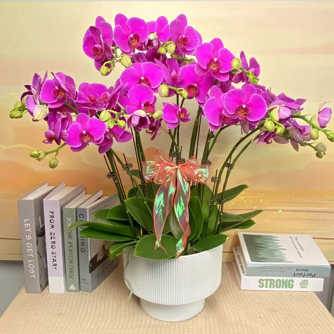 恭喜发财 蝴蝶兰 紫红色大花 客厅美观带花带花苞