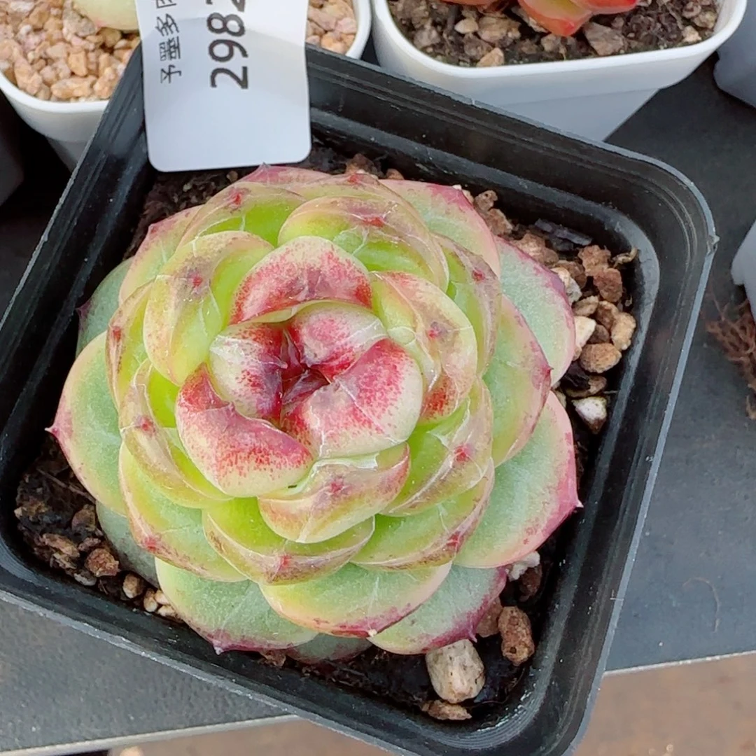 幽灵公主，2982多肉植物