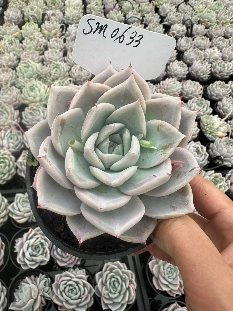 10#白薇  前男友精品多肉  SM0633