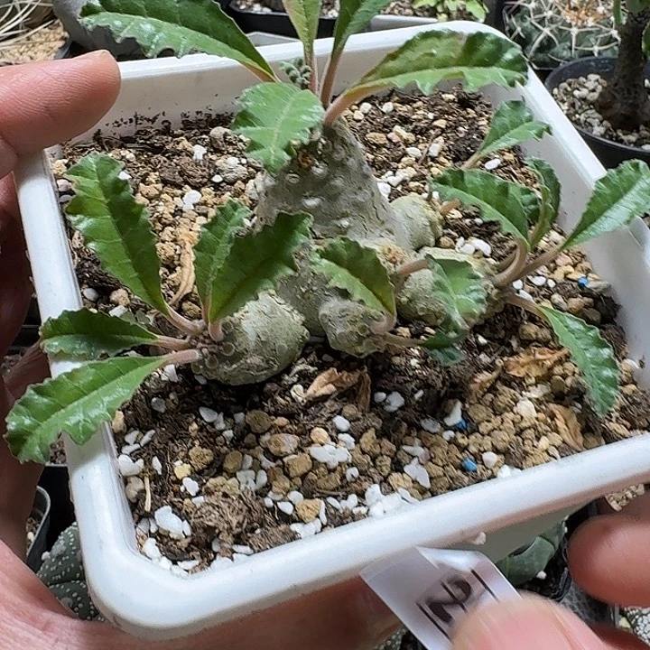 227叶子琉桑带盆发货