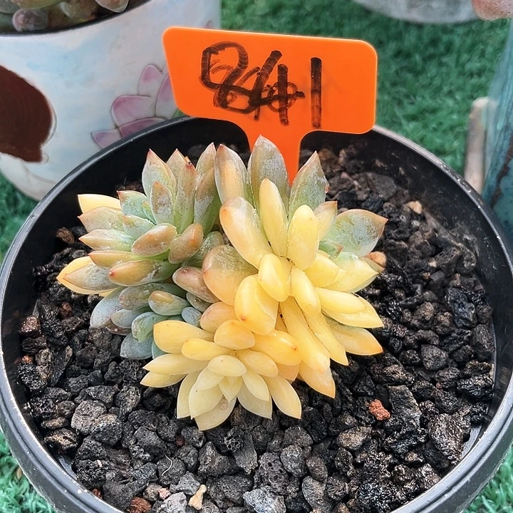 橙子锦841号码牌子的