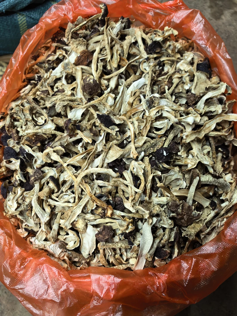 云南农村自晒赤松茸