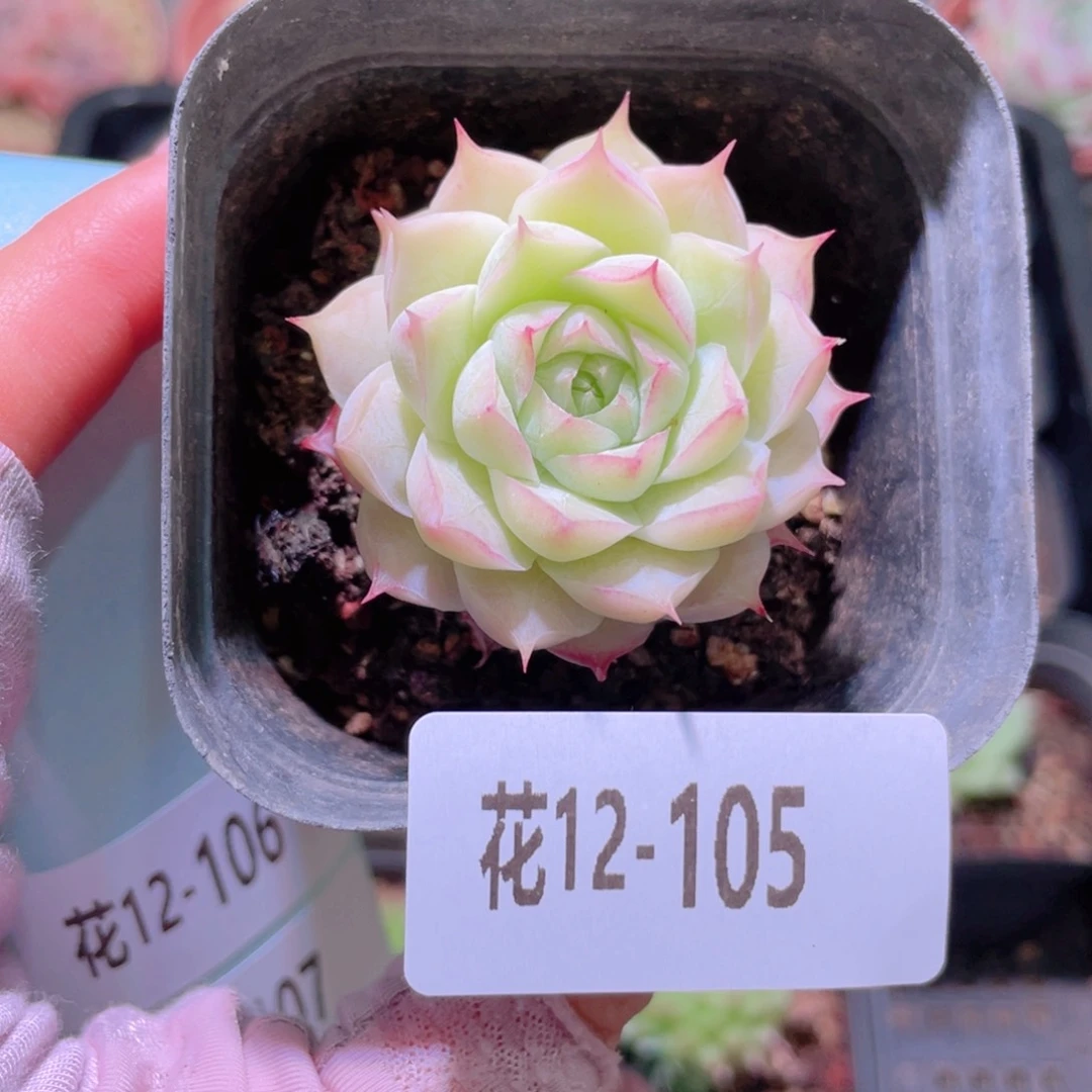 花利美12-105女王玫瑰