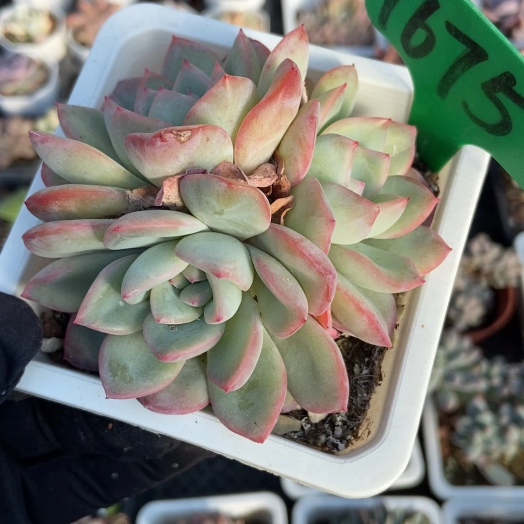1675泡芙多肉植物