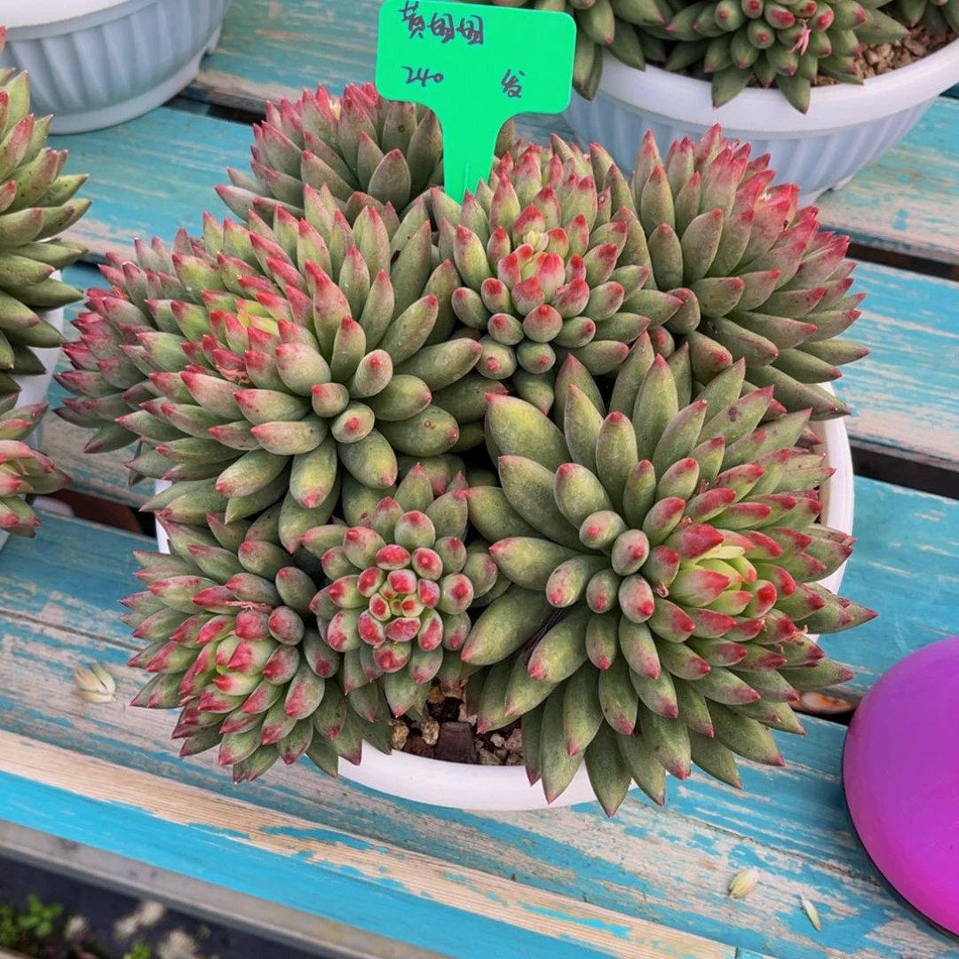 一物一拍多肉植物