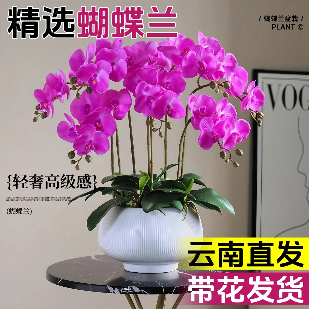蝴蝶兰花苗带花剑盆栽兰花大苗客厅室内植物花卉四季开花好养观花